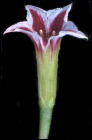 Adromischus caryophyllaceus flower