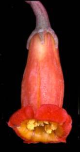 Adromischus phillipsiae flower
