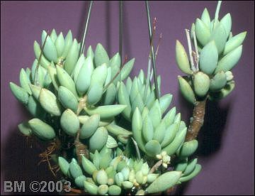 Adromischus leucophyllus X filicaulis ssp. marlothii