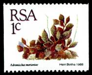 Adromischus marianiae herrei RSA stamp