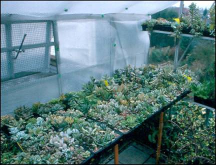 Adromischus greenhouse