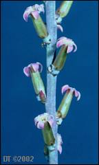 Adromischus sphenophyllus flowers