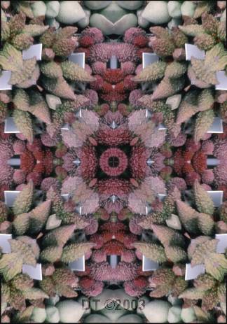 Adromischus kaleidoscope